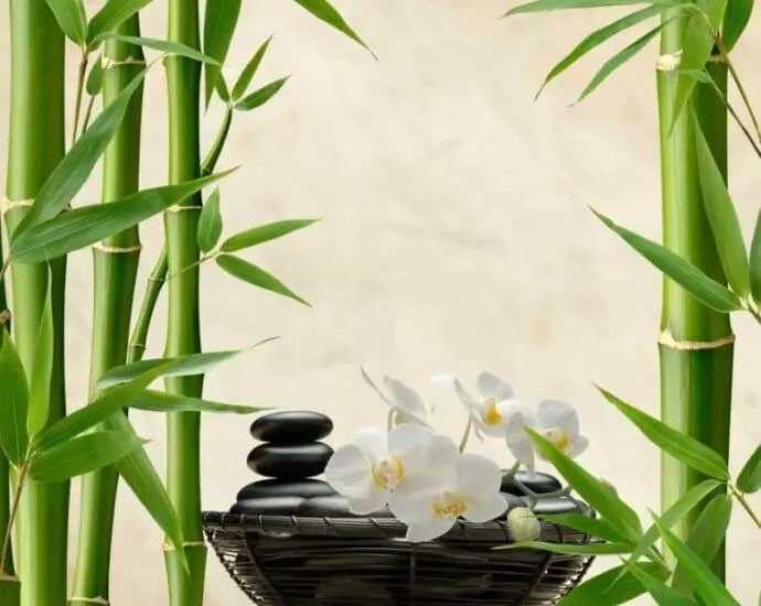 Home haven: Feng Shui secrets revealed. Boost energy & happiness. Free guide inside!