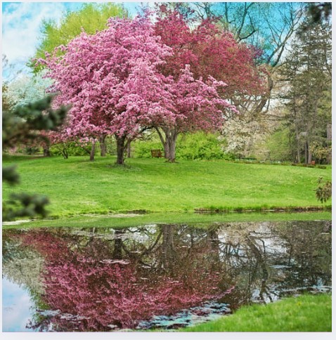 Trees and Garden Feng Shui what you need to know